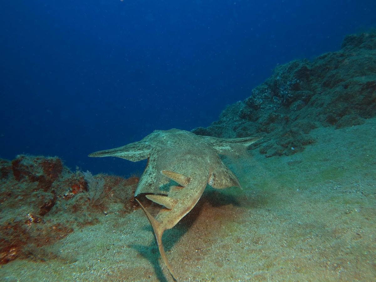 plongee padi canaries