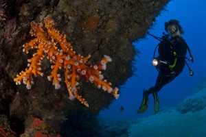 plongée diving lanzarote corail