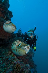 Diving Lanzarote