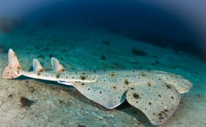 angel sharks