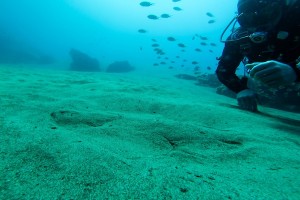 angel shark lanzarote