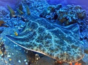 angel sharks